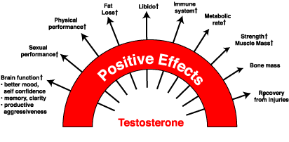 testosterone info